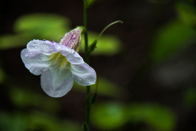 Close-up of water drops on flower