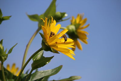 Close-up of insect on yellow flower