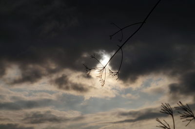 Low angle view of silhouette birds against sky