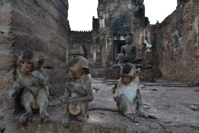 Close-up monkeys sitting against temple