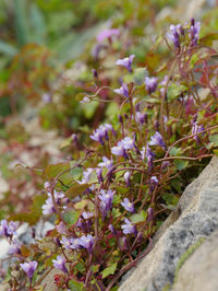 Close-up of purple flowering plant