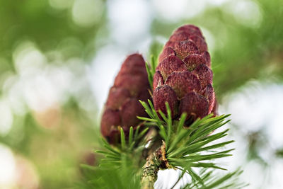 Small young red larch cones close up on green background, spring plant growth, macro photography