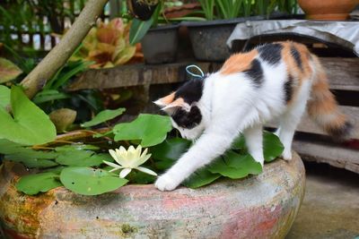 Close-up of a cat