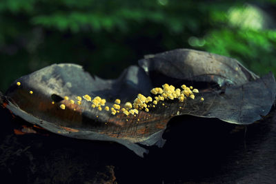 Close-up of flowers in the water