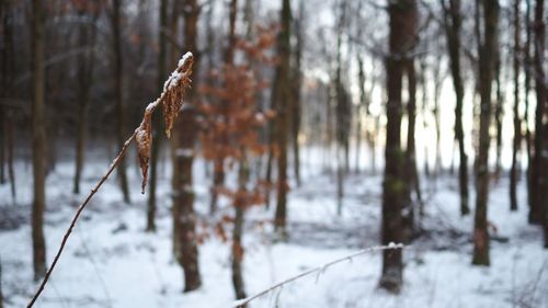 Close-up of snow on tree during winter