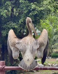 Pelican with open wings