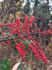 Close-up of red flowers