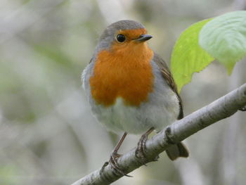 Close-up of bird perching on branch