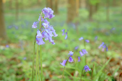 Close-up of purple flowering plant on field