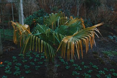 Plants growing on field