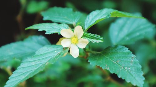 Close-up of flowering plant leaves