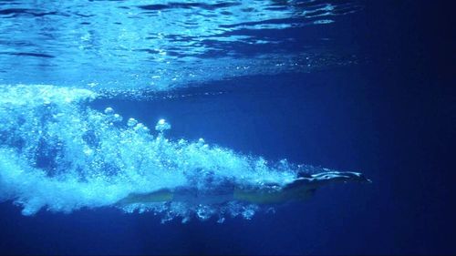 Jellyfish swimming in sea