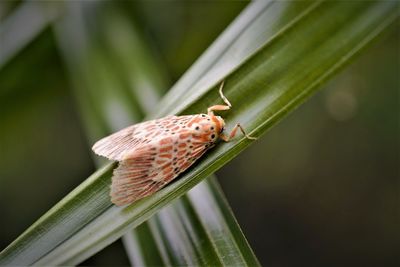 Close-up of moth insect on leaf
