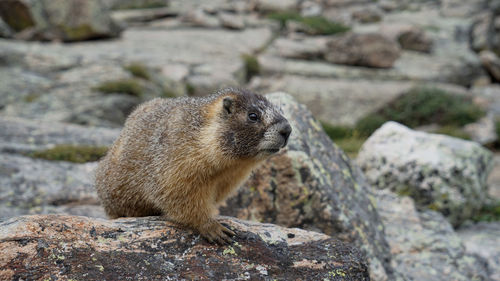 Close-up of squirrel sitting on rock
