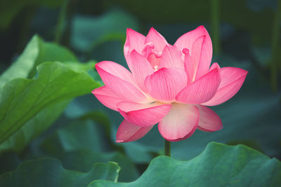 Close-up of pink water lily