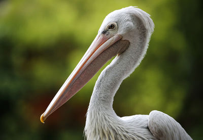 Close-up of bird