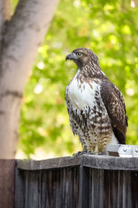 Close-up of bird perching on wooden post