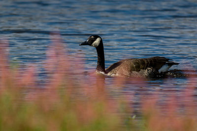 Side view of a duck swimming in lake