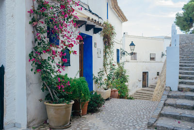 Potted plants on footpath by house