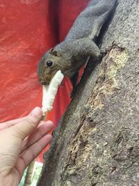 Close-up of hand feeding