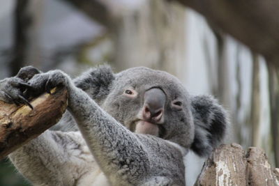 Close-up of koala in zoo