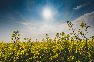 Scenic view of oilseed rape field against sky