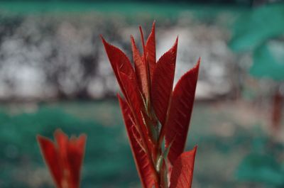 Close-up of red flower against blurred background