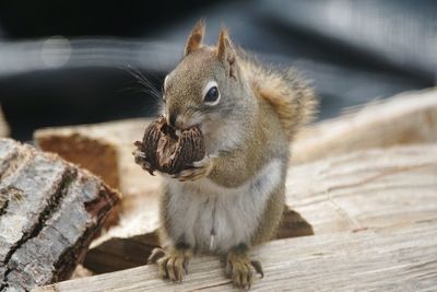 Close-up of squirrel eating walnut on wood