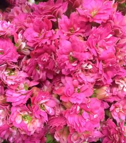 Full frame shot of pink flowers