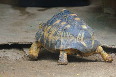 Close-up of a turtle on the ground