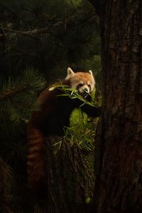View of a cat on tree trunk