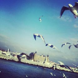 Seagulls flying over sea