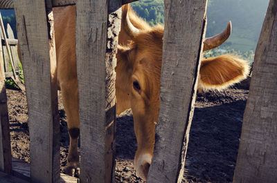 High angle view of cow