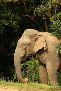 Side view of elephant on field