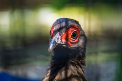 Close-up of a bird looking away