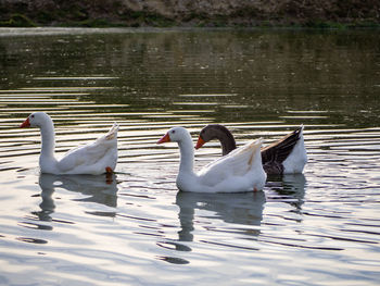 Swans swimming in lake