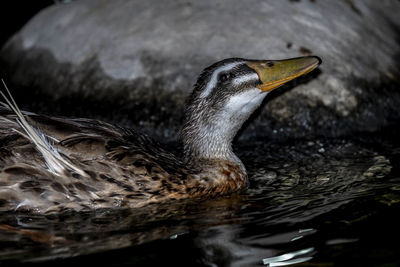 Close-up of duck swimming in lake