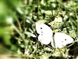 Close up of white flower