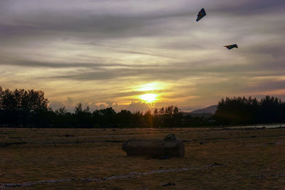 View of birds on land against sky during sunset