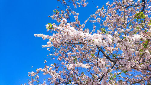 Low angle view of cherry blossoms against blue sky