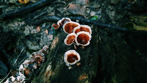 Close-up of mushrooms