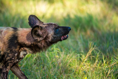 Close-up of hyena on field