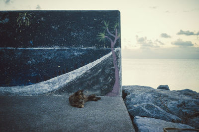 Close-up of turtle in sea against sky