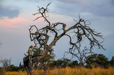 Young leopard on a tree in the moremi reserve at sunset