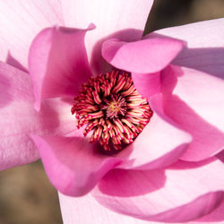 Close-up of pink flower