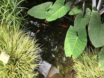 High angle view of leaves floating on lake