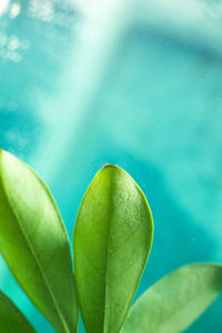 Close-up of raindrops on leaves