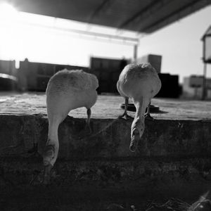 Sheep standing in a row