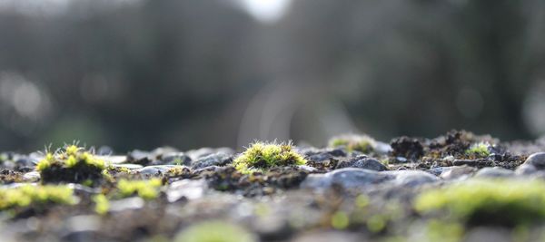 Close-up of lichen on plant