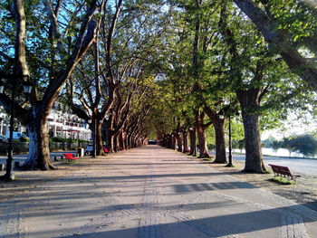 Empty road along trees